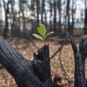 New Growth After Fire – Resilience Nature Wall Art Print | Mindful AI Photography