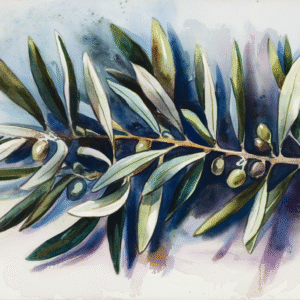 Mediterranean Olive Branch Botanical Print Set – 4 Vintage Illustrations of Peace & Nature